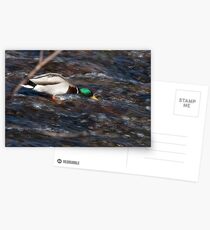 Surfer Duck, Talvera River, Bolzano/Bozen, Italy Postcards