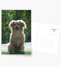 Little Dog, near Talvera River, Bolzano/Bozen Postcards