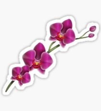 Pegatina Orquídea