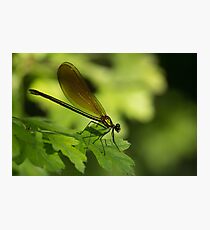 Dragon Photographic Print