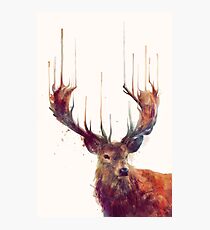 Red Deer Fotodruck