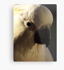 Sulphur Crested Cockatoo Metal Print