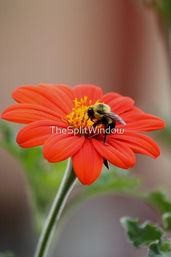 Bee Getting Busy on Orange Flower by TheSplitWindow