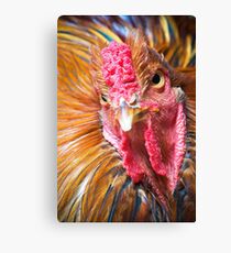 Domestic Cock Canvas Print