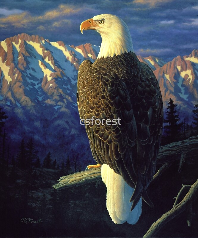 "Morning Quest - Bald Eagle Oil Painting" by csforest | Redbubble