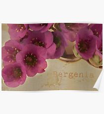 Bergenia Macro Poster