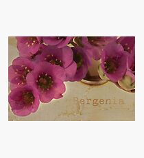 Bergenia Macro Photographic Print