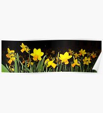 daffs.on.blk Poster