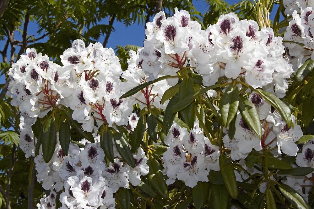 “Rhododendron ‘Sappho’ in Full Bloom” by hortiphoto | Redbubble