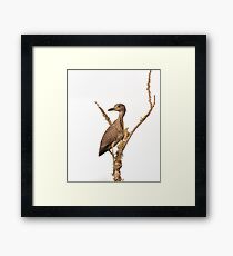 Black Crowned Night Heron Juvenile Gerahmtes Wandbild
