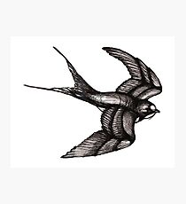 White Bird Photographic Print
