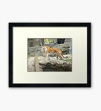 Looking Your Way Framed Print