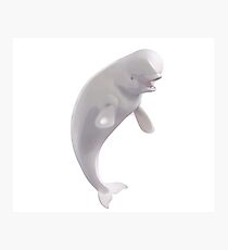 Finding Dory: Bailey Photographic Print