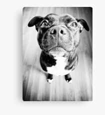 Staffy! Canvas Print