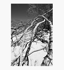 Dead Branches Photographic Print