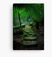 Mother Earth - Tarkine Rainforest Canvas Print