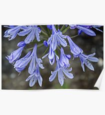 Agapanthus Poster
