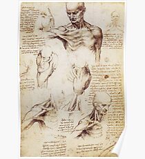 Shoulder and Neck sketches by Leonardo Da Vinci Poster