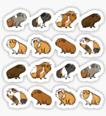 Guinea Pig Procession Sticker