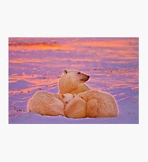 Polar family sunset Photographic Print