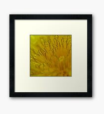 Dandy Framed Print