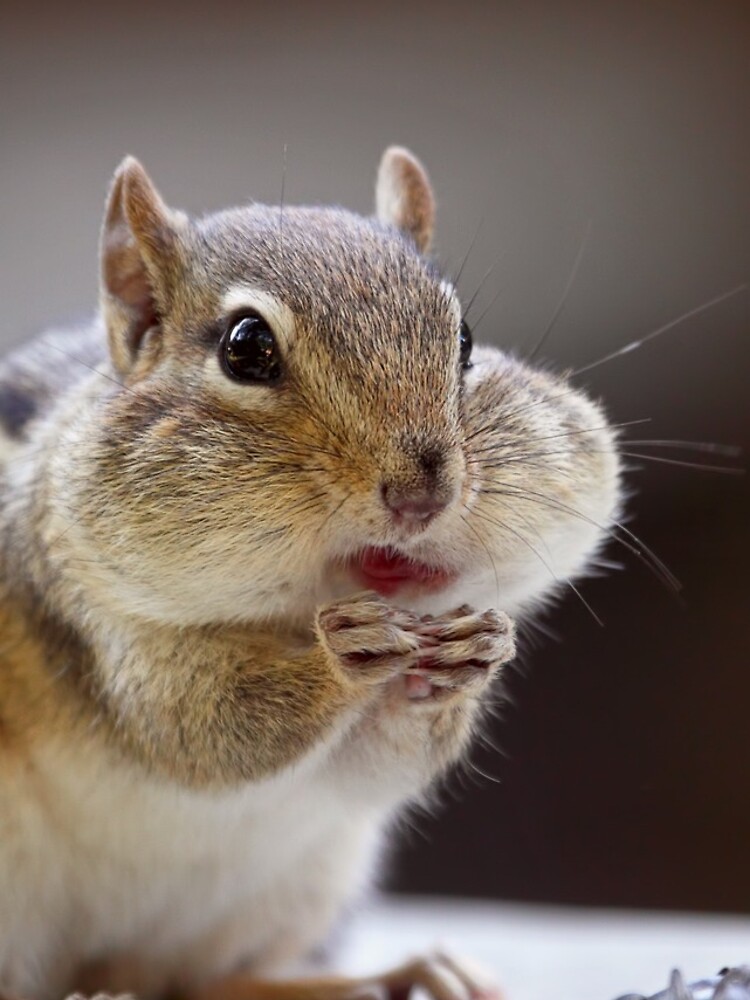 fat chipmunk fat chipmunk