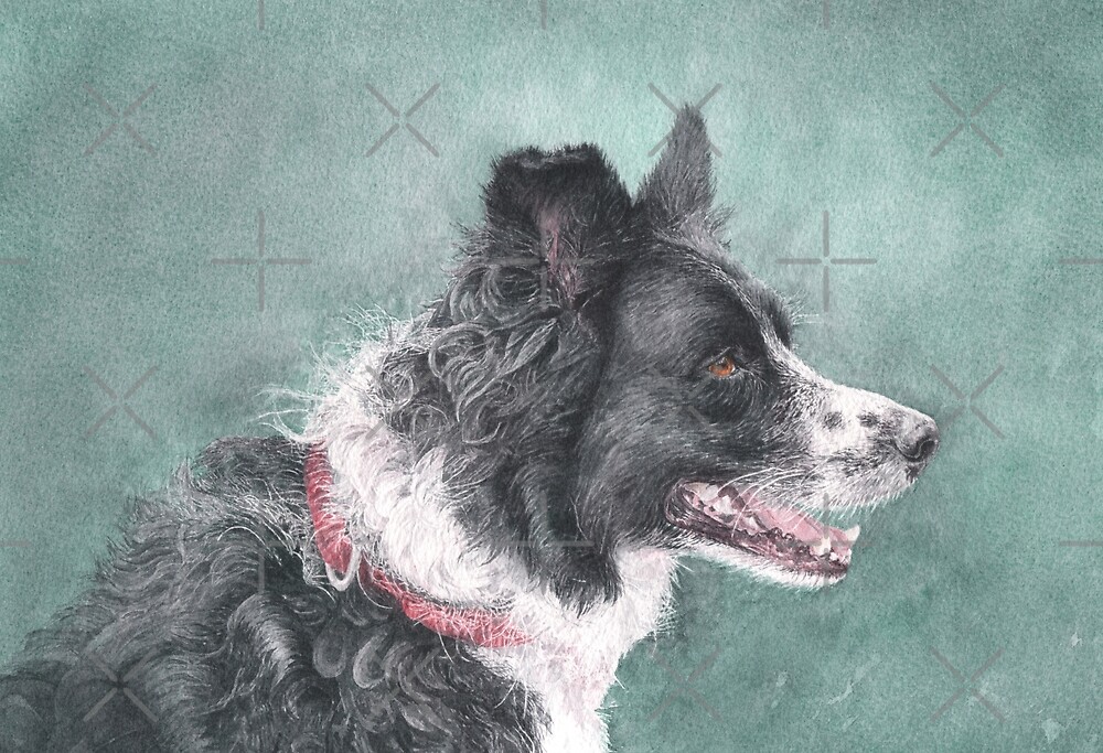 Tess the Border Collie by MotiBlack