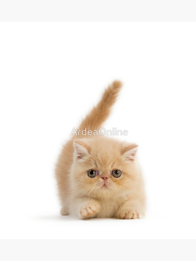 Cute Exotic Shorthair Kitten Greeting Card By Ardeaonline Redbubble