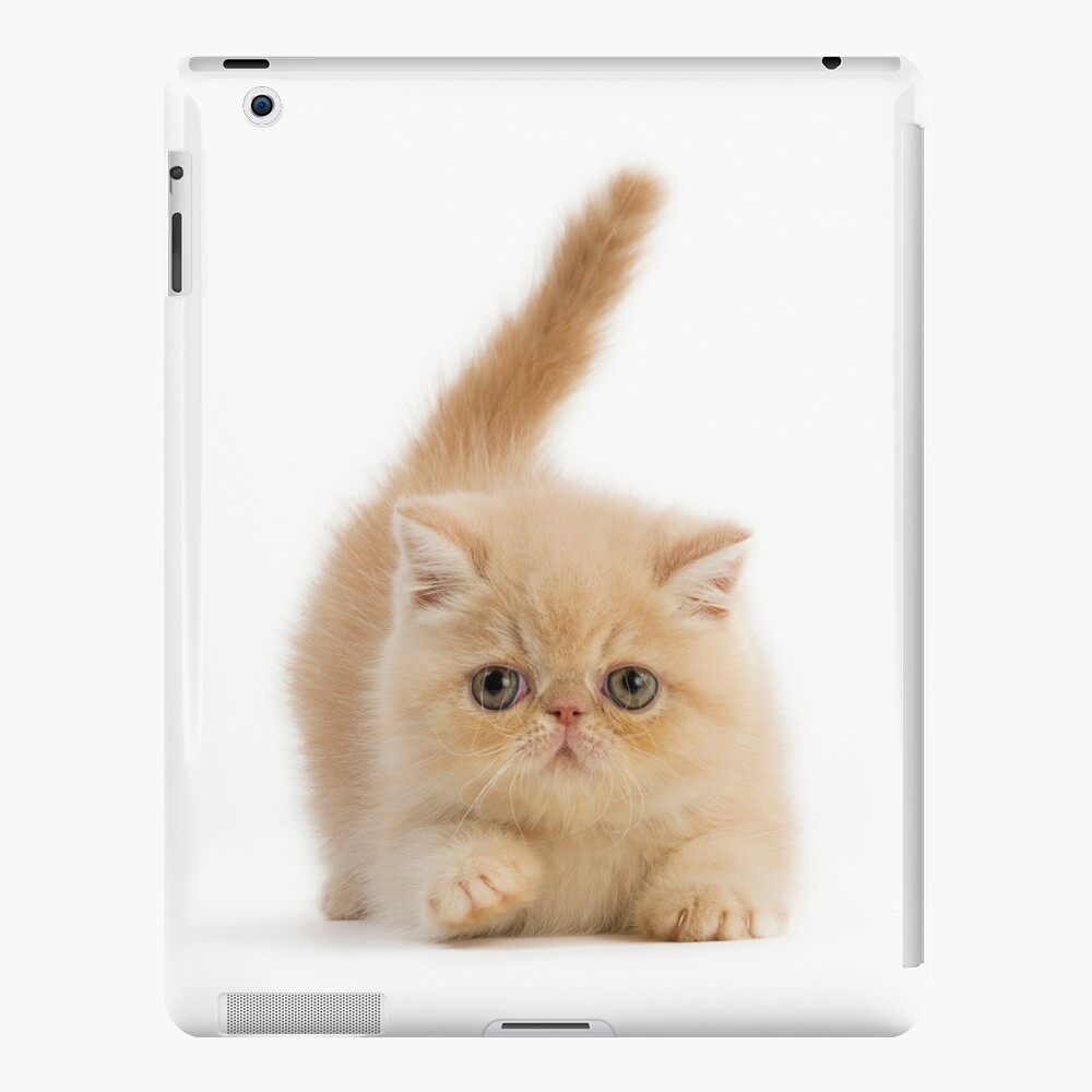 Cute Exotic Shorthair Kitten Ipad Case Skin By Ardeaonline