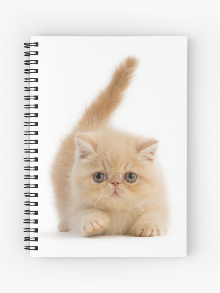 Cute Exotic Shorthair Kitten Spiral Notebook By Ardeaonline