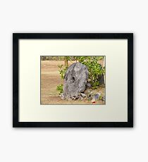 Legal Tender Framed Print