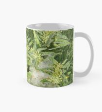 Four Stages of Longhorn Milkweed, or Zizotes Milkweed Mug