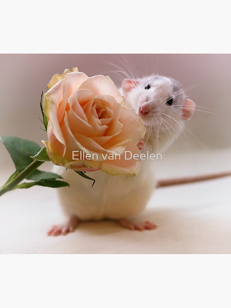 A rose for you... by Ellen