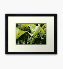 Lemon Lime Leaves Framed Print
