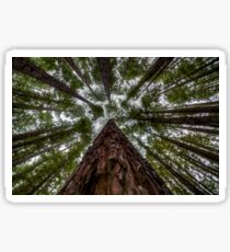 Looking Up at Redwood Forest, East Warburton Sticker