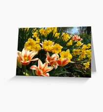 Tulips and Daffs Greeting Card