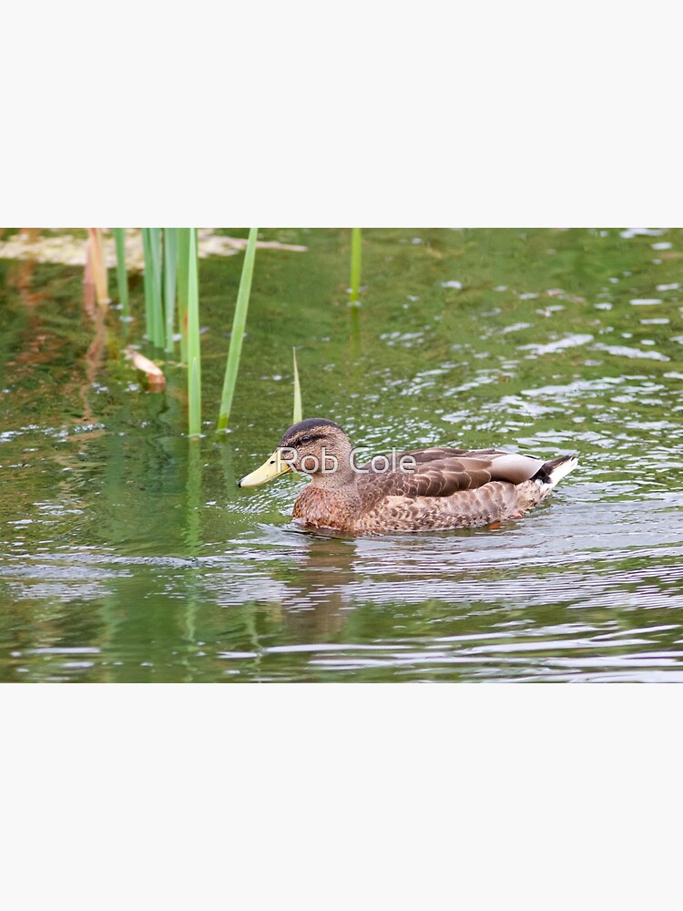 Mallard Duck (Anas platyrhynchos) Swimming Across Water by robcole