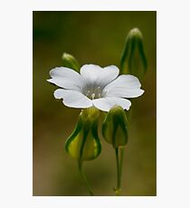 tiny white flower Photographic Print