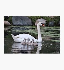 Mute Swan and her Cygnets Photographic Print