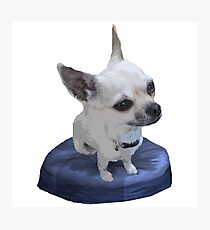 Beanie Baby Cisco Photographic Print