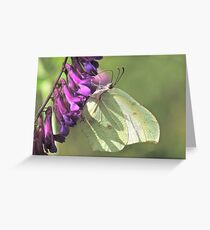 Brimstone & Vetch Greeting Card