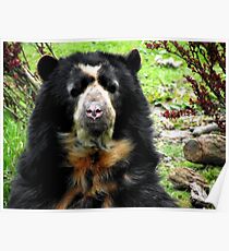 Spectacled Bear Poster