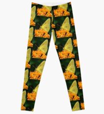 Cloudless Sulphur On Butterfly Weed Leggings
