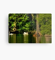 Swan Lake with a bit of HDR Tone Mapping Metal Print
