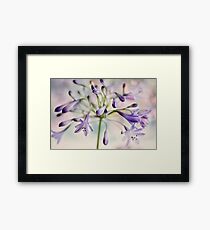 Agapanthus Sparkle Framed Print