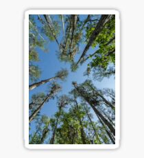 Looking up at the Cypress Trees Sticker