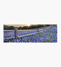 Texas Bluebonnets along a Woodrail Fence Panorama Photographic Print