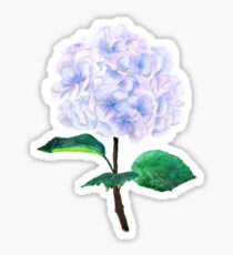 blaue lila rosa Hortensie Sticker