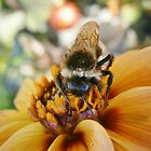 «Bee My Honey» de Judi Rustage