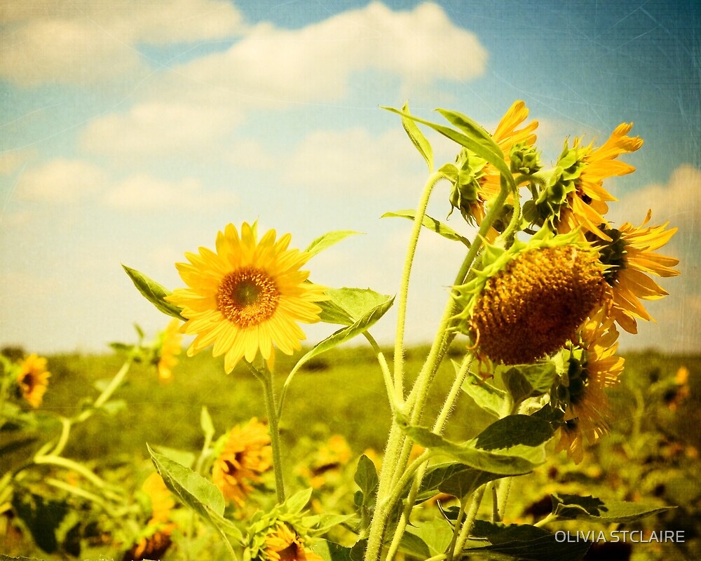 "Happiness is Yellow" by OLIVIA STCLAIRE Redbubble